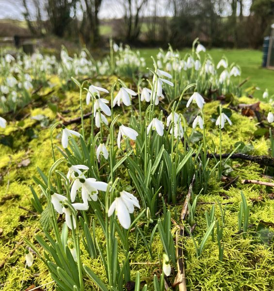 snowdrops cornwall