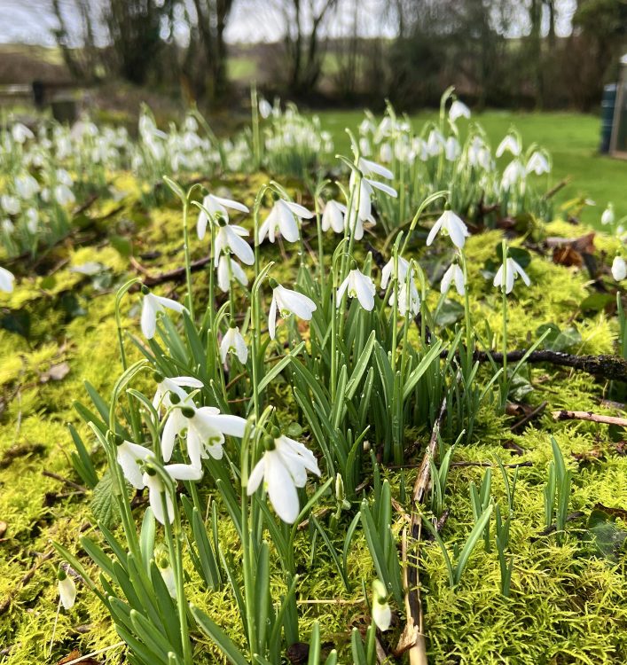 snowdrops cornwall