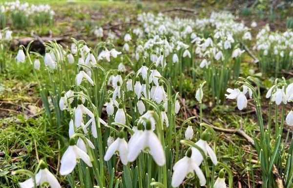 snowdrops cornwall