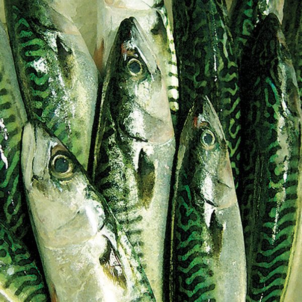 cornish mackerel