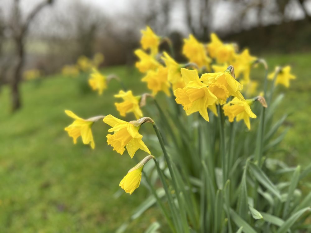 cornish daffodills
