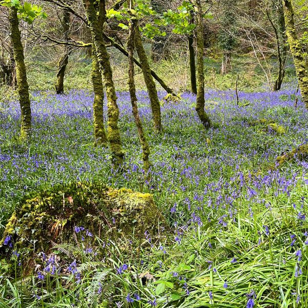 helsbury bluebells