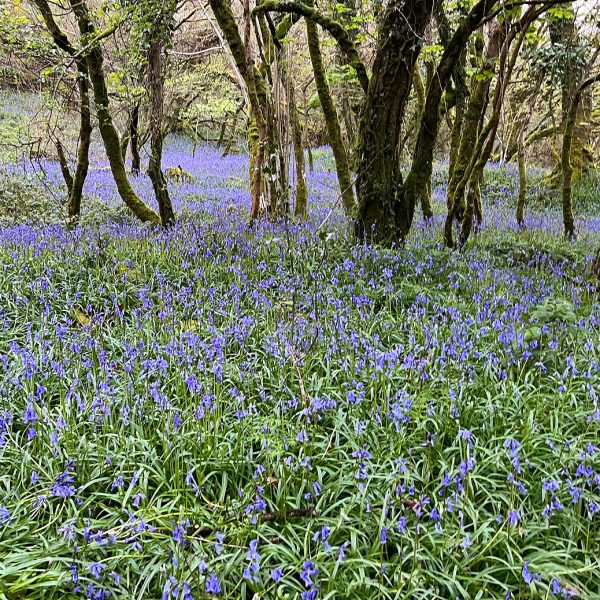 helsbury bluebells