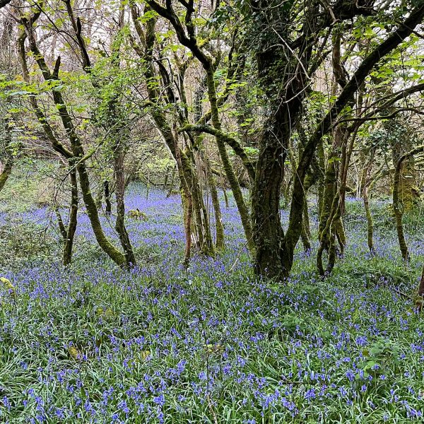 helsbury bluebells