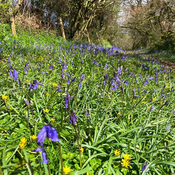 helsbury bluebells