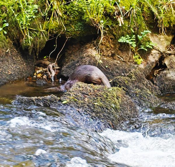 helsbury otter