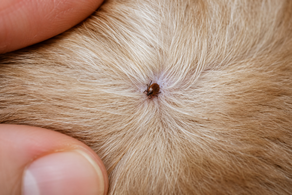 ticks