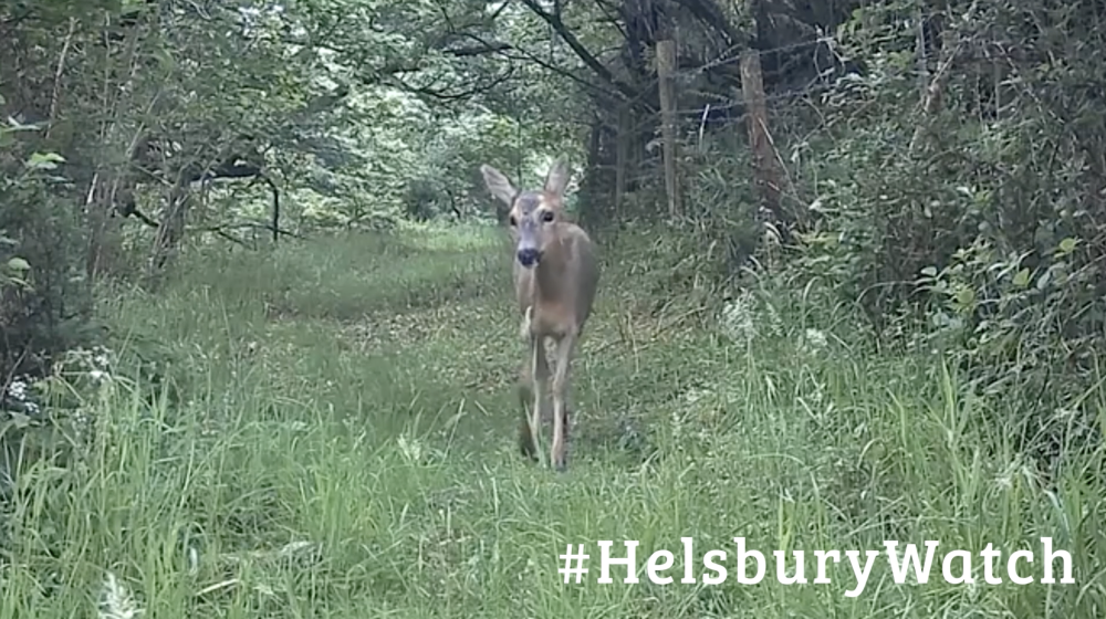 helsburywatch