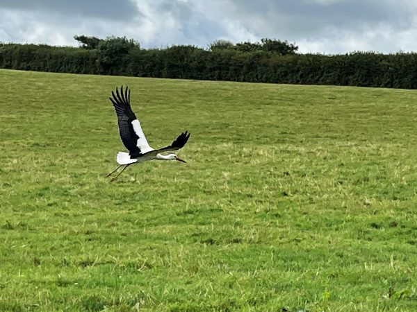 helsbury stork