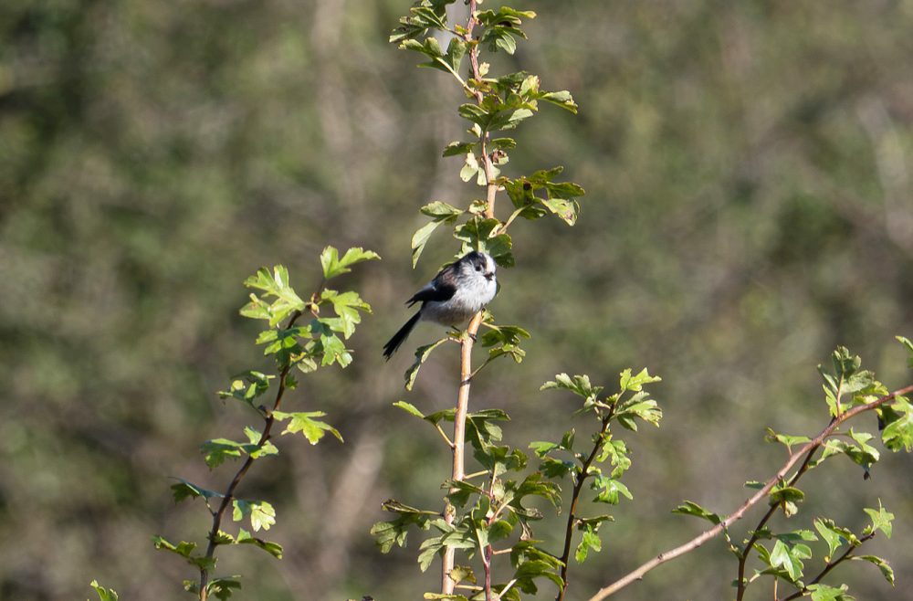 Long Tailed Tit © Chris Reynolds